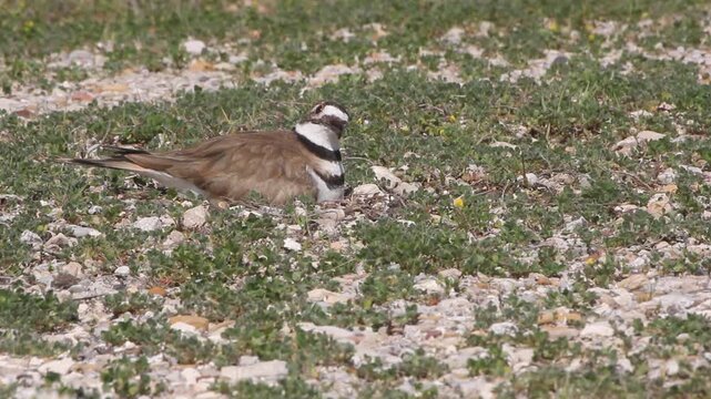 Killdeer Bird on Ground Guarding Nest Rural East Texas