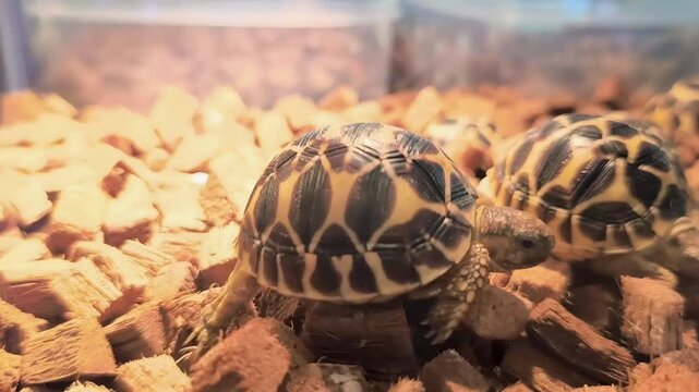 A young leopard tortoise resting on natural wood chip bedding inside a terrarium. Closeup view highlighting the tortoise's distinctive patterned shell and calm behavior in a captive habitat.