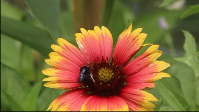 Spotted Longhorn Bee on Firewheel Flower Rural East Texas