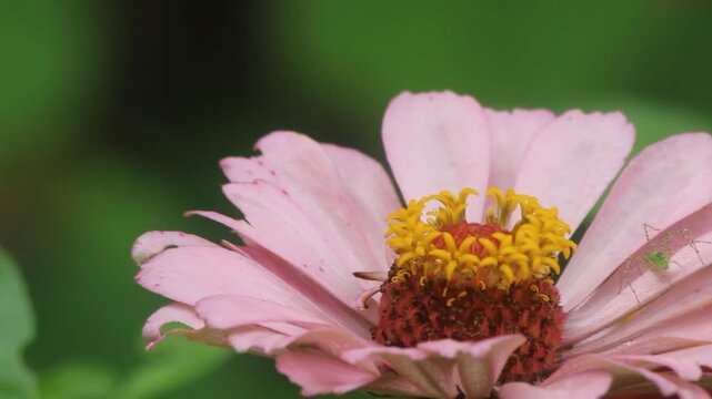 Green Lynx Spider on Pink Zinnia Rural East Texas