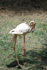 A graceful flamingo stands with its neck curved elegantly while preening its feathers © Thanakrit