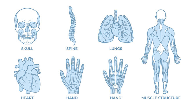 Human anatomy icons featuring skull spine lungs heart and muscles