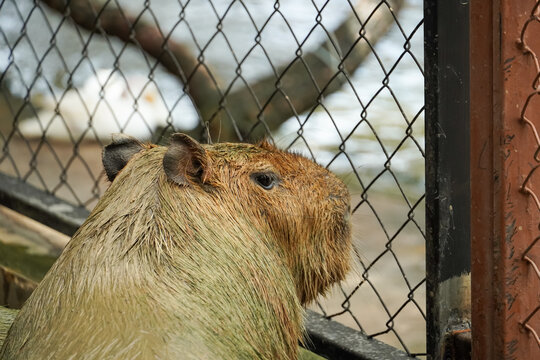 Close-up of a wet capybara looking through a wire fence at a zoo enclosure