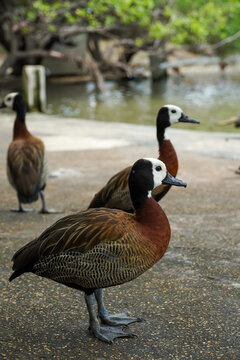 Three white-faced whistling ducks stand on a paved area near a body of water