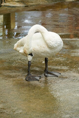 A majestic white swan preens its feathers while standing on a wet, reflective surface © Thanakrit