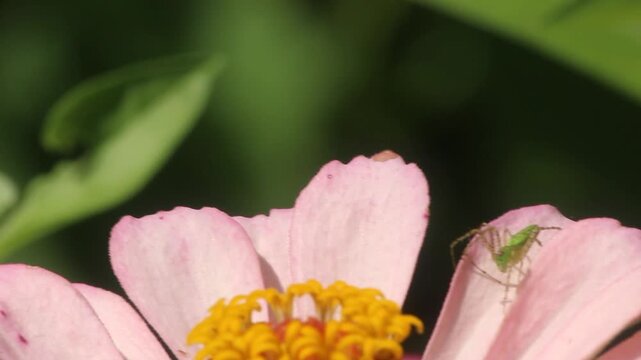 Green Lynx Spider on Pink Zinnia Rural East Texas