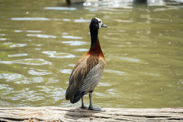 White-faced whistling duck stands on a log near calm water © Thanakrit