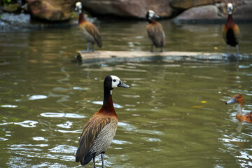 White-faced whistling duck stands near water with others in background © Thanakrit