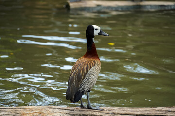 White-faced whistling duck stands on a log near water with ripples © Thanakrit