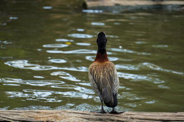 White-faced whistling duck stands on a log near calm water surface © Thanakrit