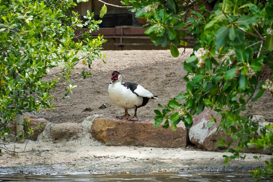 Muscovy duck with distinctive red facial caruncles stands near water