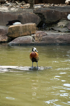Ornate duck stands on a rock in murky water with a rocky background