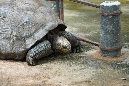 Giant tortoise with textured shell and scaly legs slowly walks on concrete ground