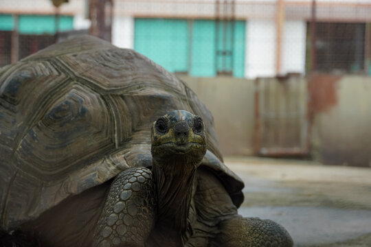 Close-up portrait of a giant tortoise with a textured shell and wrinkled neck