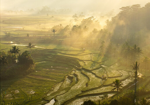 Aerial view of lush green rice terraces surrounded by palm trees and morning mist in the golden light of dawn in Selomerto, Central Java, Indonesia.