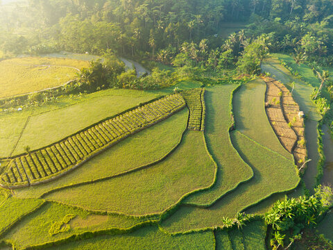 Aerial view of lush green rice terraces in Selomerto, with neatly arranged rows of crops and surrounding tropical trees in Selomerto, Central Java, Indonesia.