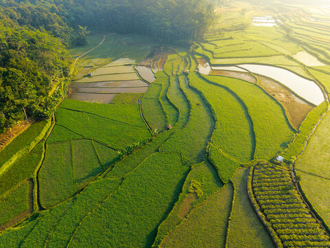 Aerial view of lush green rice terraces with intricate irrigation patterns and surrounding tropical forest in Selomerto, Central Java, Indonesia.