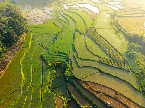 Aerial view of vibrant green rice terraces with intricate patterns of water-filled paddies and lush vegetation under soft morning light in Selomerto, Central Java, Indonesia.