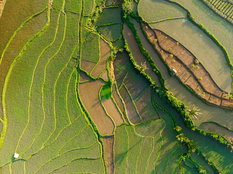 Aerial view of lush green rice terraces in Selomerto, Central Java, Indonesia.