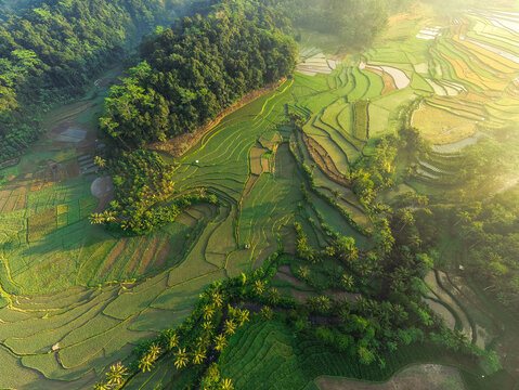 Aerial view of lush green rice terraces surrounded by dense tropical foliage and palm trees under soft morning light in Selomerto, Central Java, Indonesia.