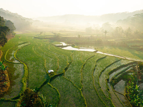 Aerial view of lush green rice terraces in the misty morning light with small irrigation channels and tropical trees in Selomerto, Central Java, Indonesia.