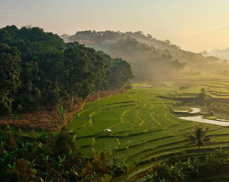 Aerial view of lush green rice terraces nestled against a misty forest hillside at sunrise in Selomerto, Central Java, Indonesia.