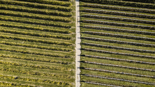 Aerial view of rows of green vines in a vineyard separated by a dirt path in Loriol-sur-Drome, Auvergne-Rhone-Alpes, France.