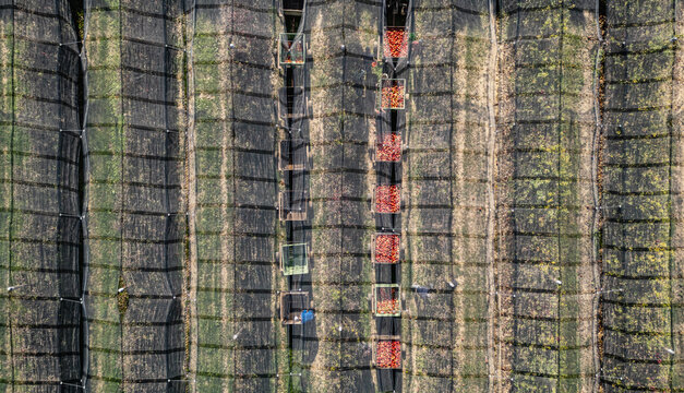 Aerial view of an orchard with rows of protective netting and crates filled with harvested fruit in Loriol-sur-Drome, Auvergne-Rhone-Alpes, France.