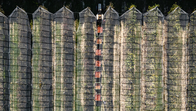 Aerial view of a tractor harvesting fruit in an orchard covered with protective netting in Loriol-sur-Drome, Auvergne-Rhone-Alpes, France.