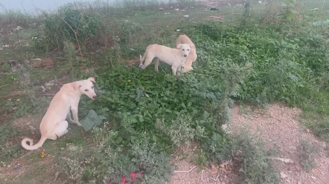 three stray dogs standing on green grass near eating grass in rural path with landscape