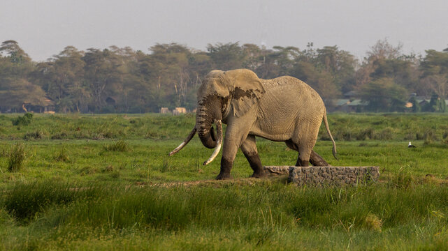 African elephant bull tusker named Pascal who was wading and giving himself a mudbath in Amboseli National Park in East Africa Kenya KEN