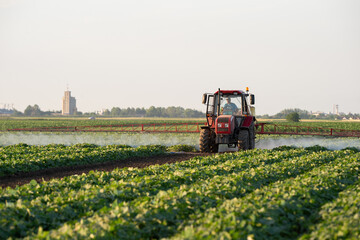 A tractor spraying soil and vegetable in a field. © Dusan Kostic