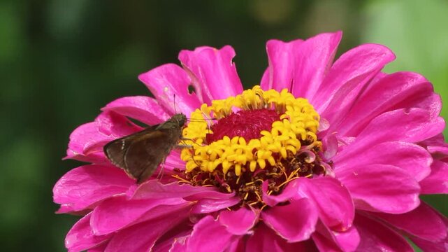 Butterfly Drinking Nectar From Pink Zinnia Flower