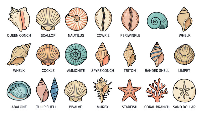 Seashell and marine life collection with species names