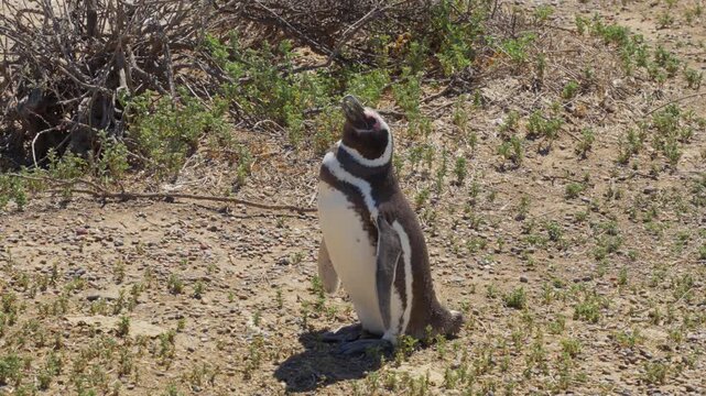 A lonely magellanic penguin chick making sound, Puna Tombo coastal nature reserve, Trelew, Static handheld shot