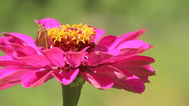 Butterfly Drinking Nectar From Pink Zinnia Flowers