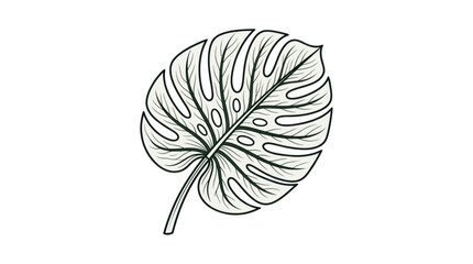 Monstera deliciosa leaf line art with detailed veins and holes © khimsa