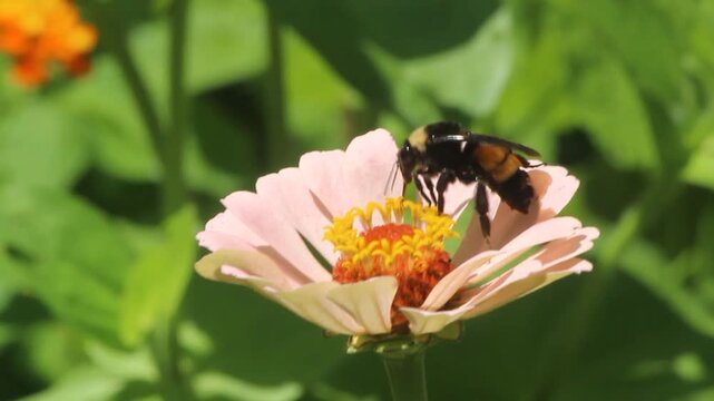 Bumble Bee on Pink Zinnia Flower Collecting Pollen