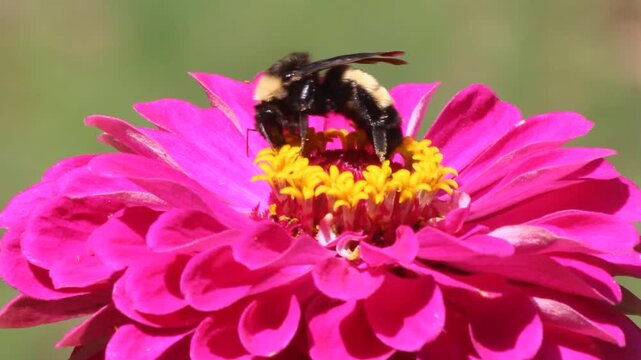 Bumble Bee on Pink Zinnia Flower Collecting Pollen