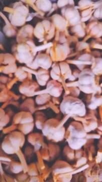 garlic spices 