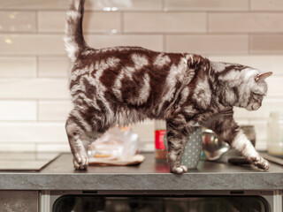 cat jlooking for human food © vectorass