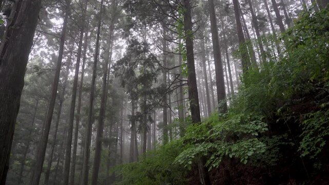 Misty Koyasan Pilgrimage Trail &ndash; Choishimichi (Between the 41st and 40th Stone Markers), Koya Town, Wakayama「霧の高野参詣道 町石道(41町石・40町石区間)」和歌山県高野町
