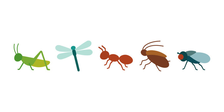 Grasshopper Dragonfly Ant Beetle Fly Insects Collection Isolated on White Background