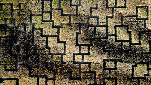 Aerial view of a complex corn maze labyrinth with intricate geometric patterns carved into the green crop fields in Sarzeau, Brittany, France.