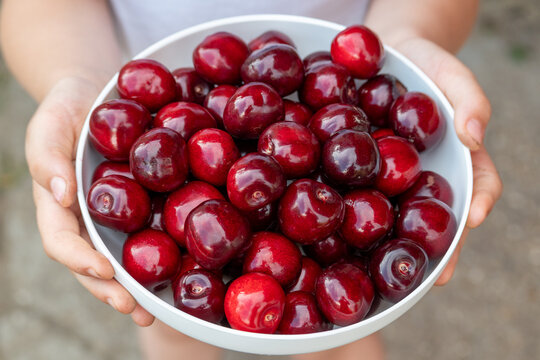 Child Holding Bowl Full of Fresh Sweet Cherries