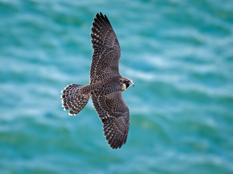 Peregrine falcon (Falco peregrinus) Juvenile