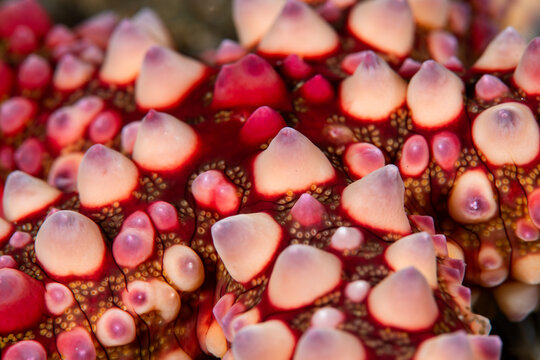 Close up of warty sea star surface texture in Anilao Philippines