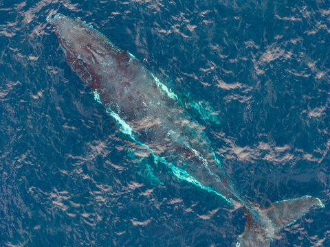 Aerial view of a humpback whale swimming in the deep blue waters of the Southern Ocean near the coast in Torndirrup, Western Australia, Australia.