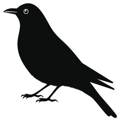 Obraz premium Silhouetted black crow illustration, side view, against a white background