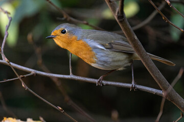 Obraz premium Rotkehlchen (Erithacus rubecula)